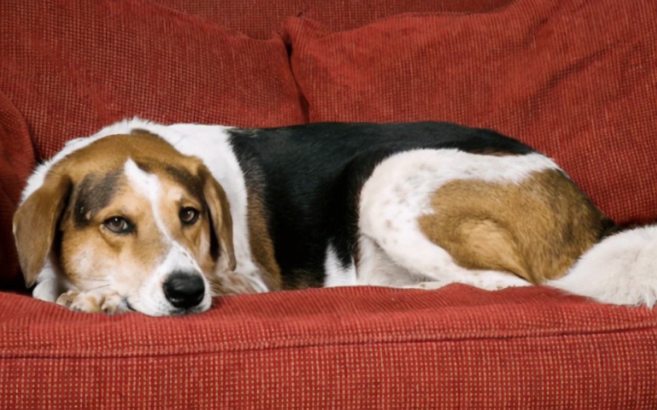 狗狗拉稀红色大便像果酱,狗狗拉稀红色大便像果酱怎么处理