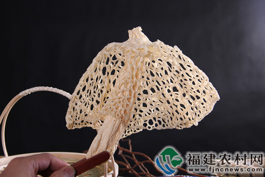 大山之灵竹下珍菌