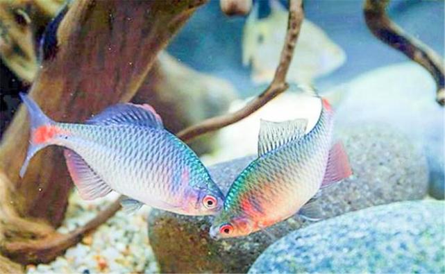 鳑鲏以前被人嫌弃的鱼,鳑鲏鱼经济价值