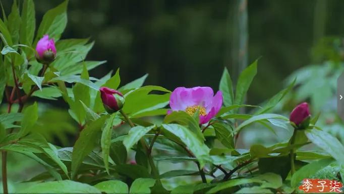 菜吧：又火了！李子柒“鲜花宴”再次火爆全网！数千万网友看酸了