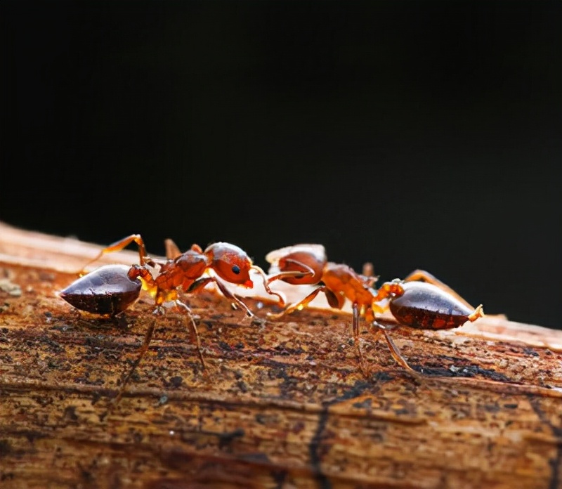 除四害为什么不打蟑螂,除四害蟑螂消杀方案
