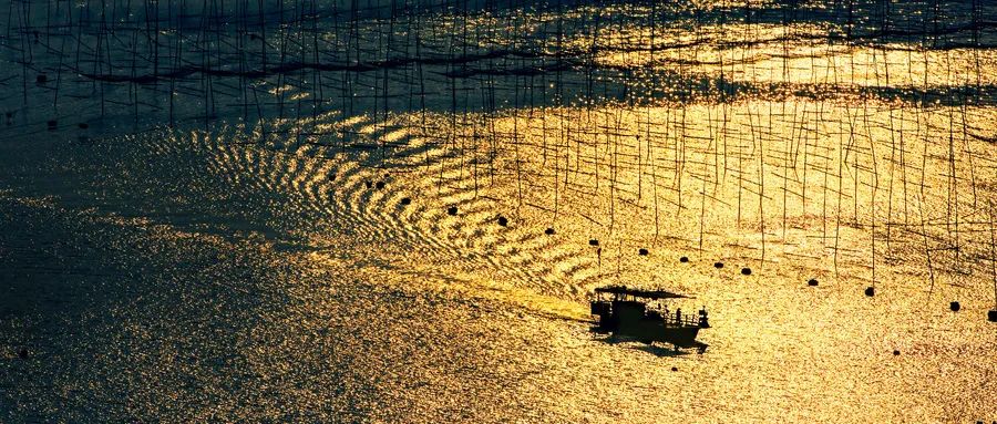 蚝凭“海”贵｜品尝生蚝犹如亲吻一片大海