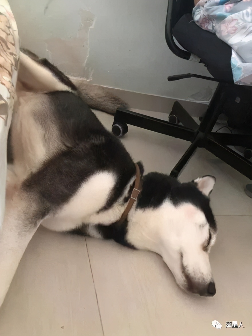 二哈隔着笼子伸腿被咬,二哈为什么一动不动