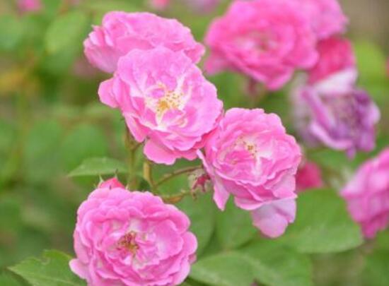 蔷薇花叶子发黄怎么回事视频,蔷薇花叶子发黄是什么原因