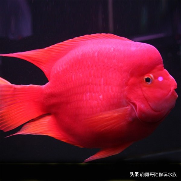 观赏鱼养殖技术大全鹦鹉鱼,新手养什么鹦鹉鱼最好养