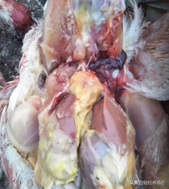 鸡拉白屎是什么原因用什么药,成年鸡拉白屎怎么快速治愈土方法
