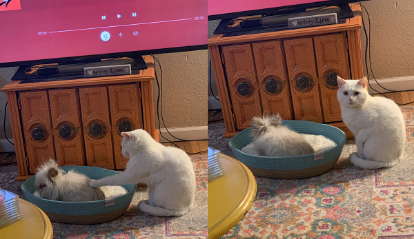 猫咪把兔子的窝霸占了,兔子窝被猫霸占