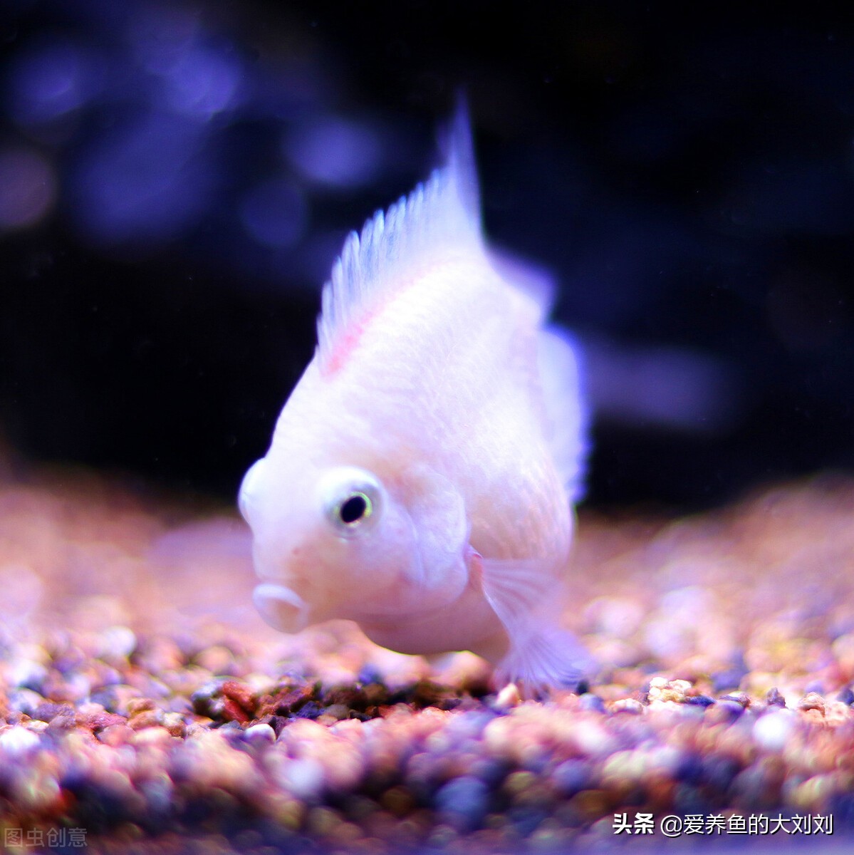 迷你鹦鹉鱼产卵后自己饲养,迷你鹦鹉鱼起飞后的鱼苗人工饲养