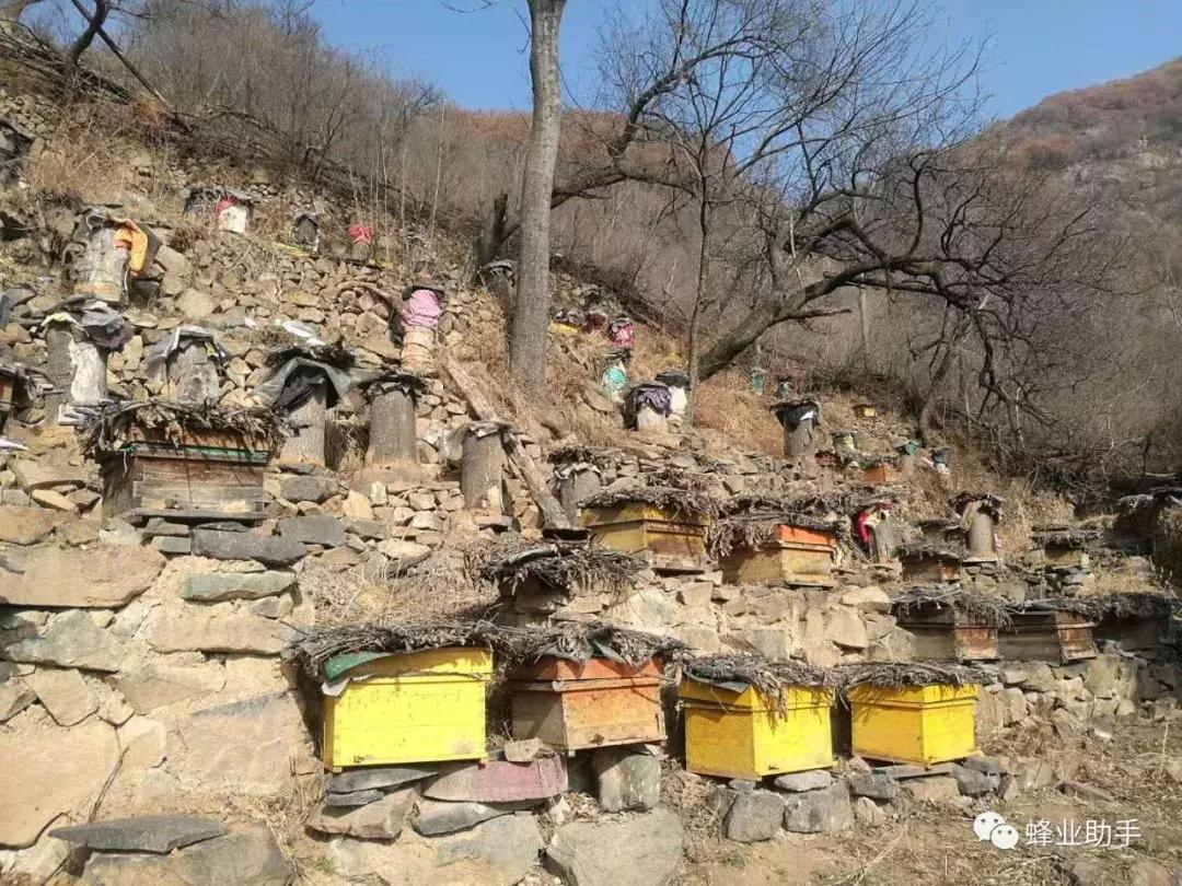 蜜蜂养殖技术一亩能赚多少钱,靠谱的蜜蜂养殖技术指导