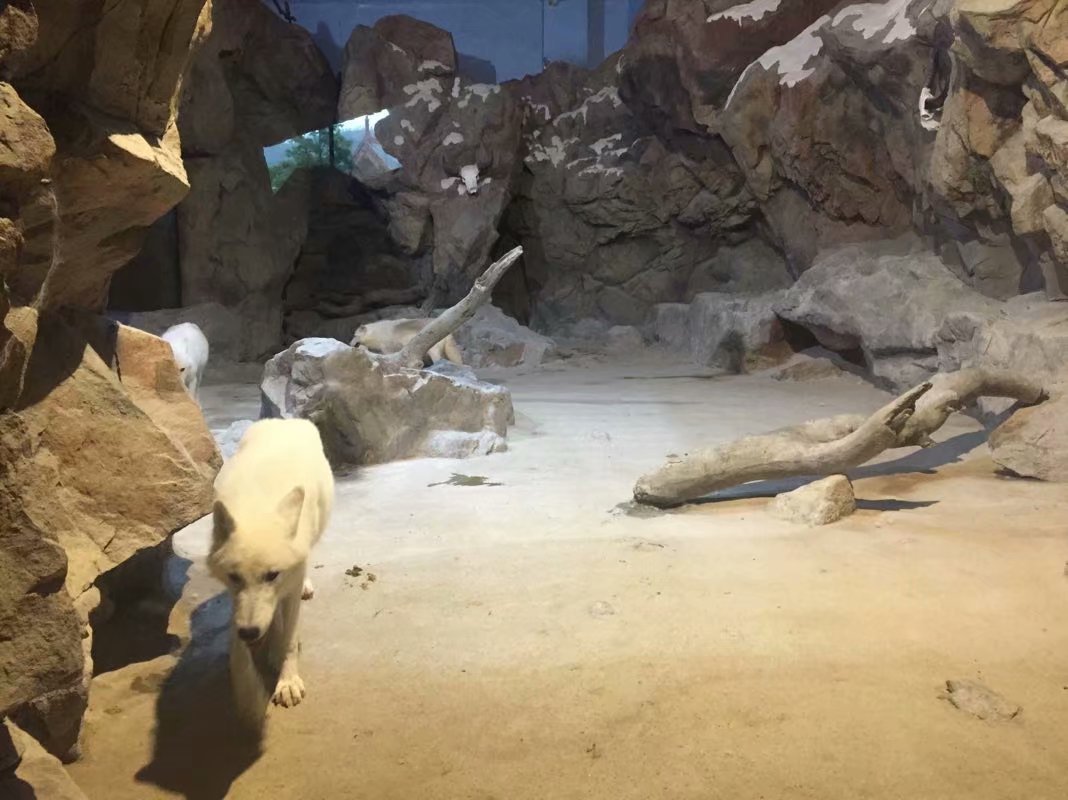 全球最大的长隆海洋公园,沉浸式参观长隆海洋王国