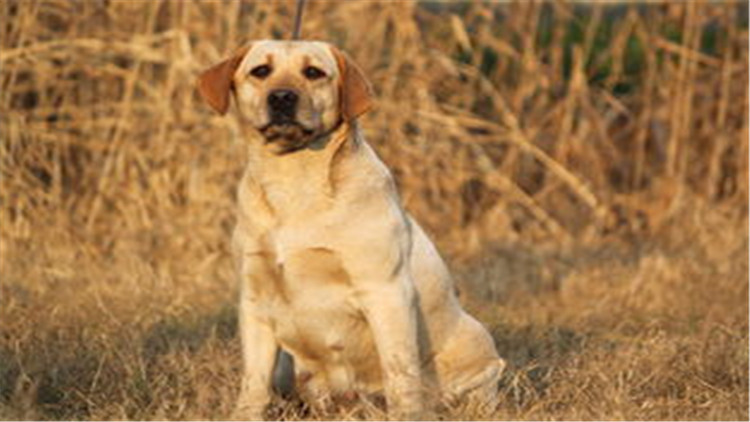 狗狗配种的4个正确方法，不错过最佳时间