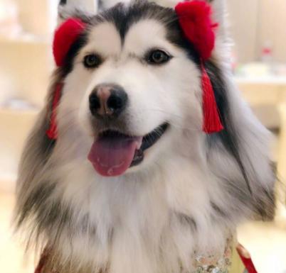 阿拉斯加吃什么对皮肤好,阿拉斯加吃什么可以让毛发变得亮