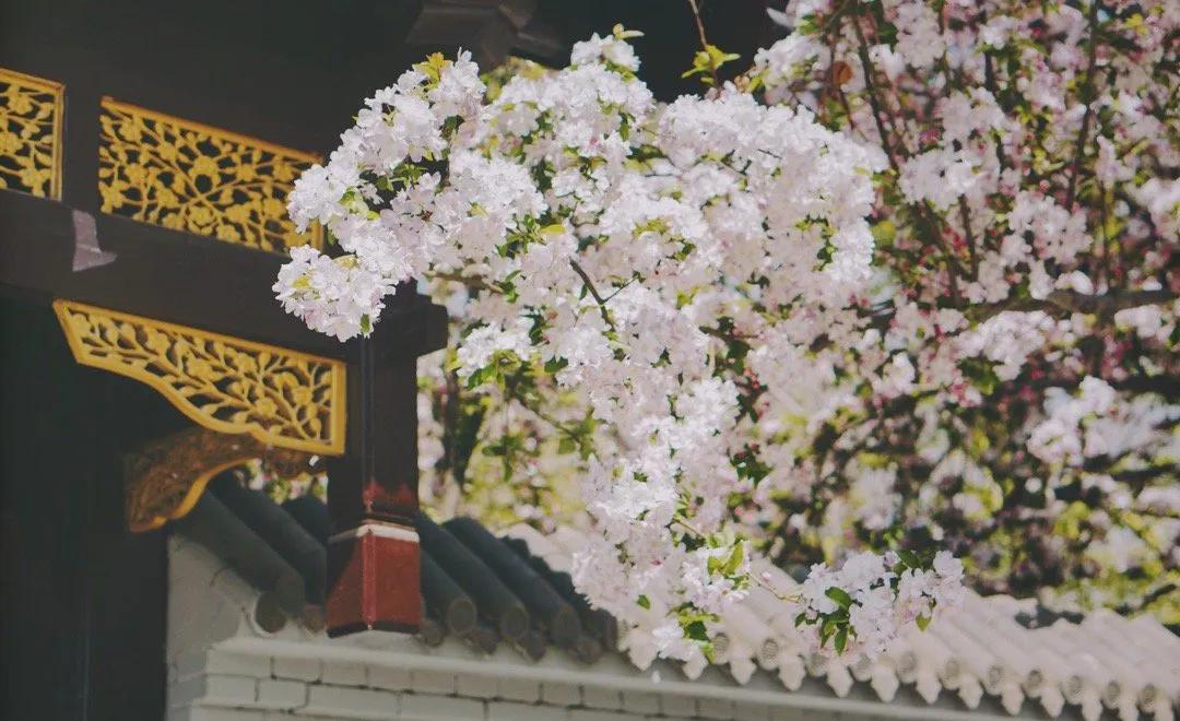 一个不出郑州的踏青好去处,天津春游公园推荐