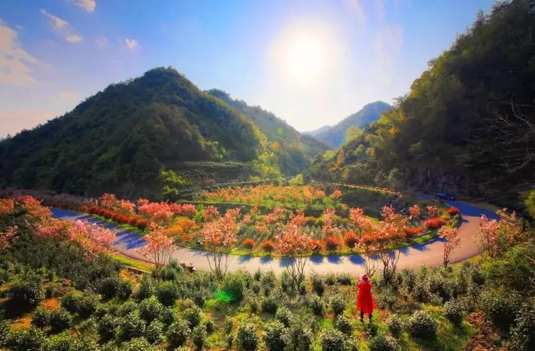 浙江11个地方樱花烂漫，千亩粉色天堂美到开挂，不输日本东京