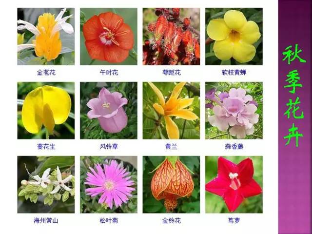 花卉大全500种观叶植物名称,1332种常见花卉植物图谱