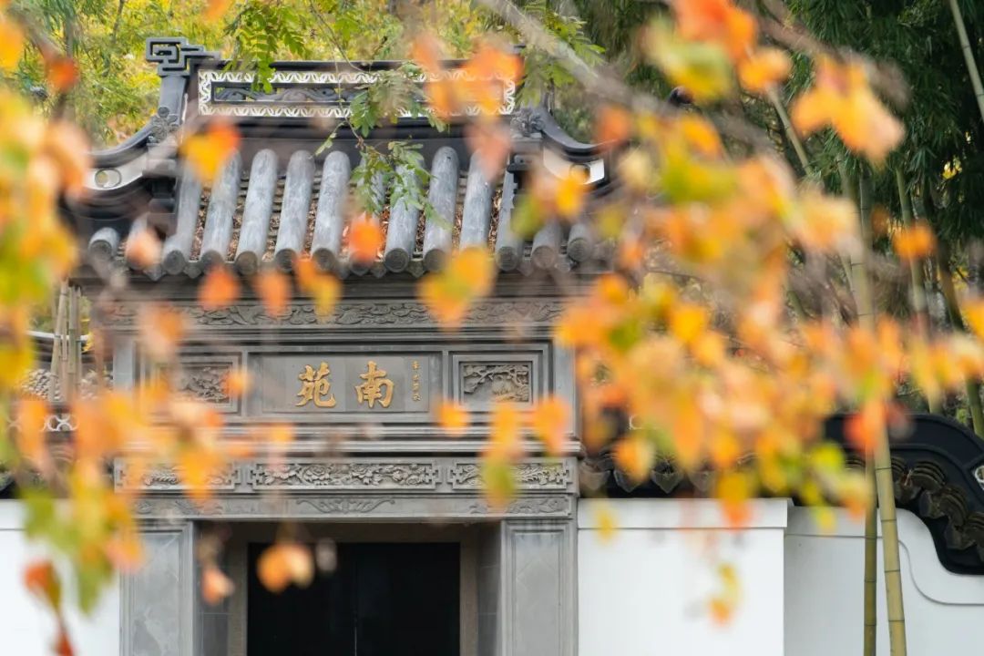 深秋回暖，安排！沪上各区的深秋美景，你准备好打卡了吗？