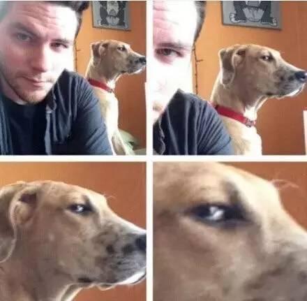 狗狗犯错用什么方式教训才最好,狗狗一犯错就打