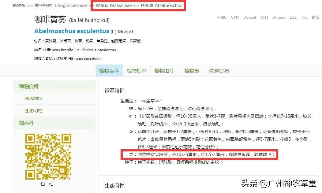 秋葵和曼陀罗长得像吗,如何辨别曼陀罗和龙葵