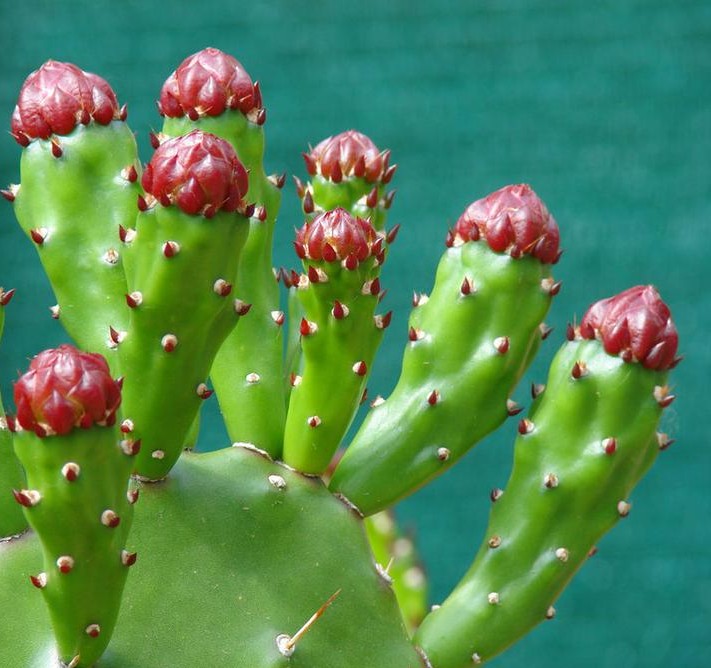 仙人掌简单好养,只要把握它的习性和爱好,何愁养不好仙人掌。