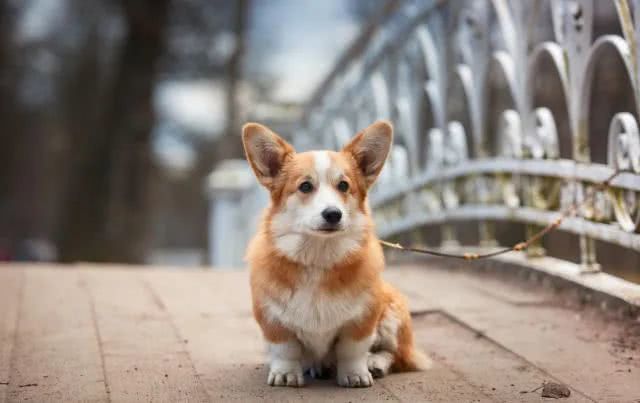 柯基和卷毛狗生出的孩子,柯基和泰迪的杂交犬为什么是黑色