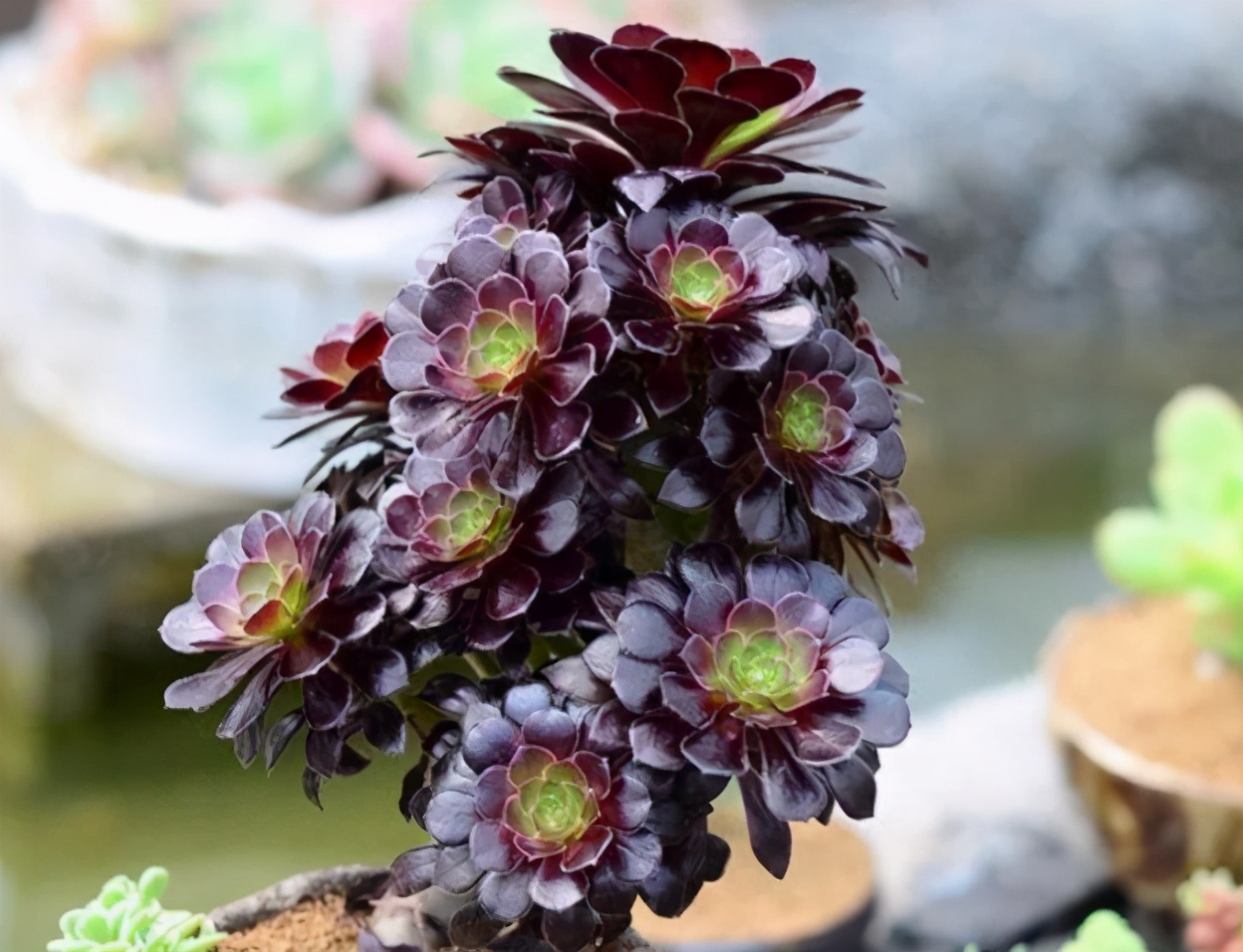 荷花多肉叶插成活率高吗,多肉淡雪叶插成活率高吗