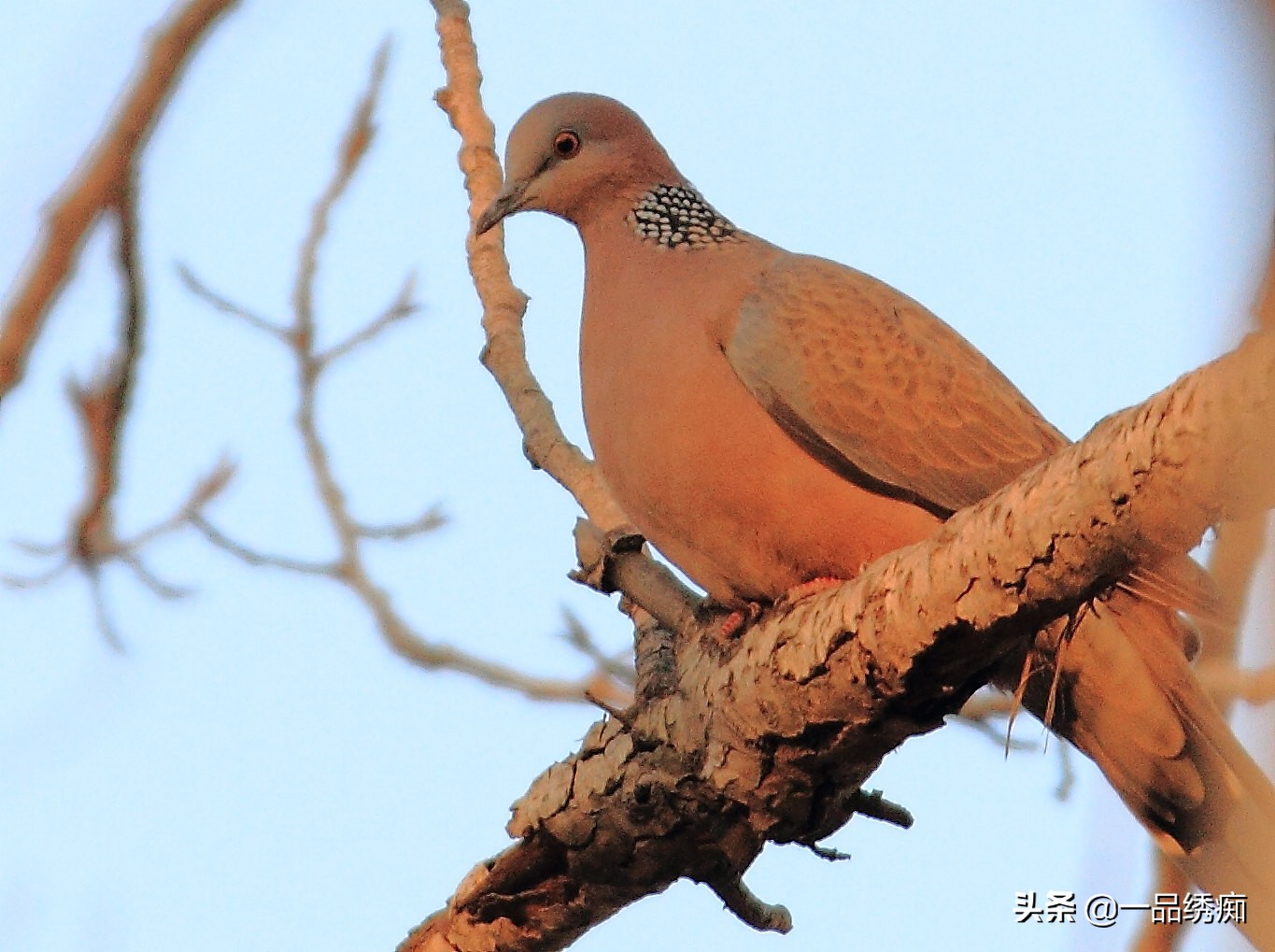 鸟类名字生僻字,带有鸟字的生僻字