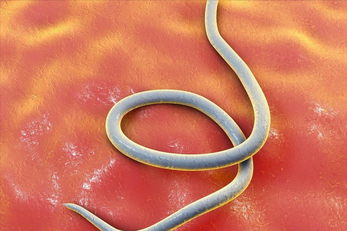 狗狗为什么一直有呕吐的现象,狗狗呕吐物是黄色糊状物怎么解决