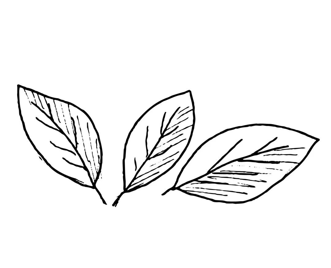 吃在济南,荔枝百香果芒果芭乐