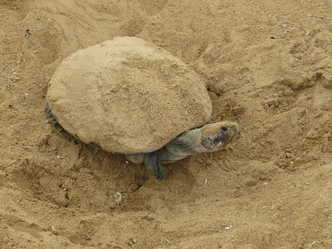 巨型侧颈龟幼龟,巨型侧颈龟下蛋