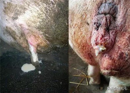 母猪产后各种不食就这么轻松搞定,母猪产后不食小猪瘦弱难养怎么办