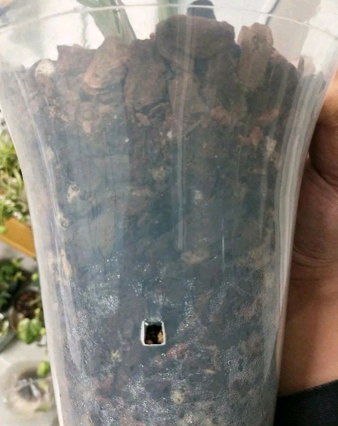 刚上盆的兰花可以直接浇水吗,兰花刚移盆能浇自来水吗