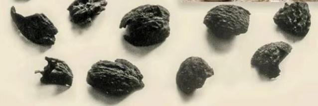 磁山文化核桃,走进磁山文化博物馆