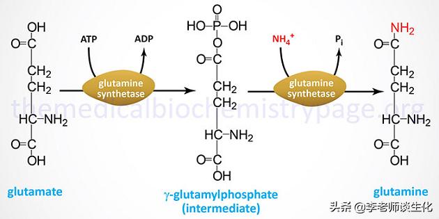 猪必需氨基酸和非必需氨基酸,人体必需氨基酸非必需氨基酸