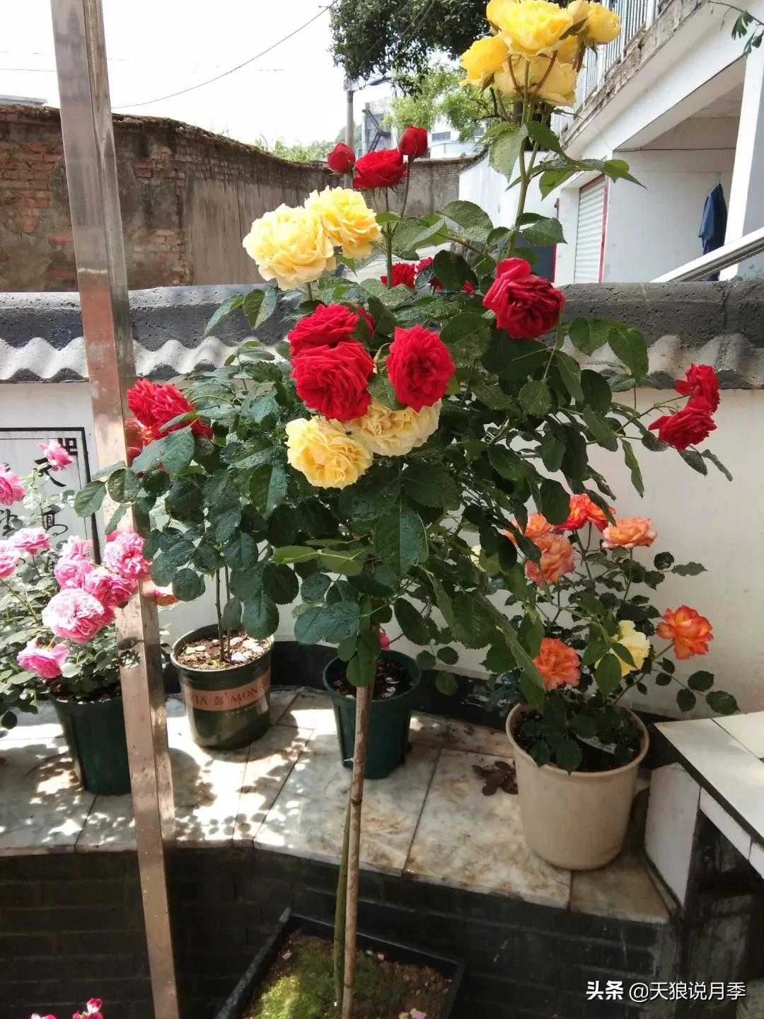 月季春季第一波花要不要剪,月季春季第一波花开后嫁接
