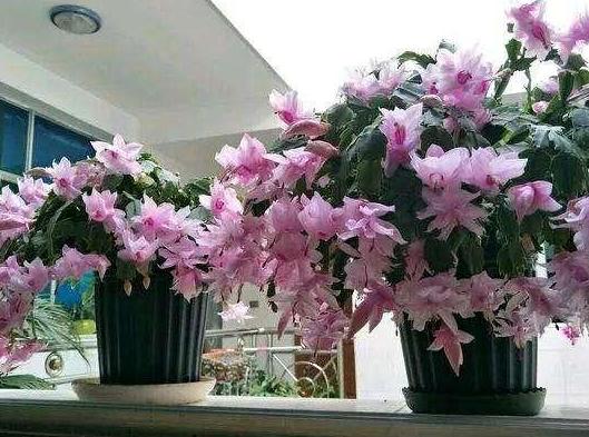 夏天植物开花没几天就凋零了，该怎么办？3点到位问题迎刃而解