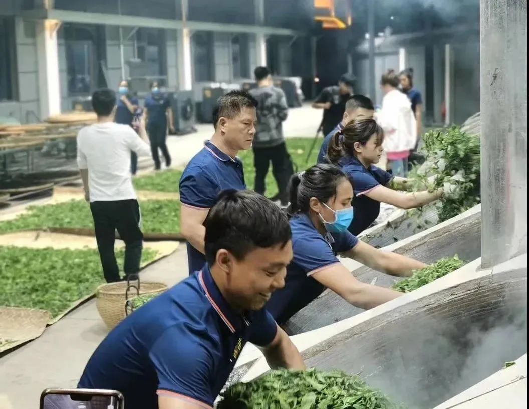 杀青后的茶叶多久开始揉捻,茶叶杀青什么程度熟茶最好