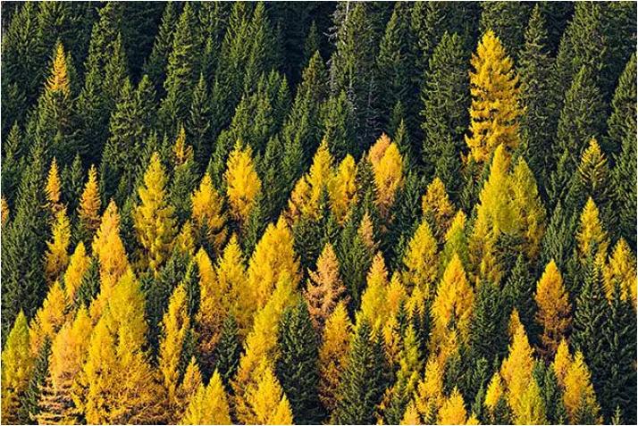 俄罗斯原产地落叶松,俄罗斯红松和落叶松价格