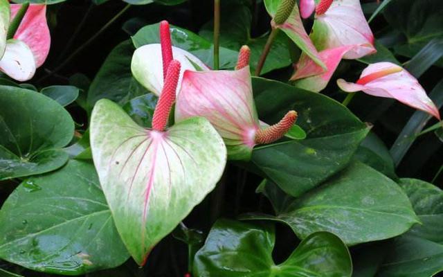 红掌花朵萎蔫的原因,红掌刚出头就干枯是怎么回事