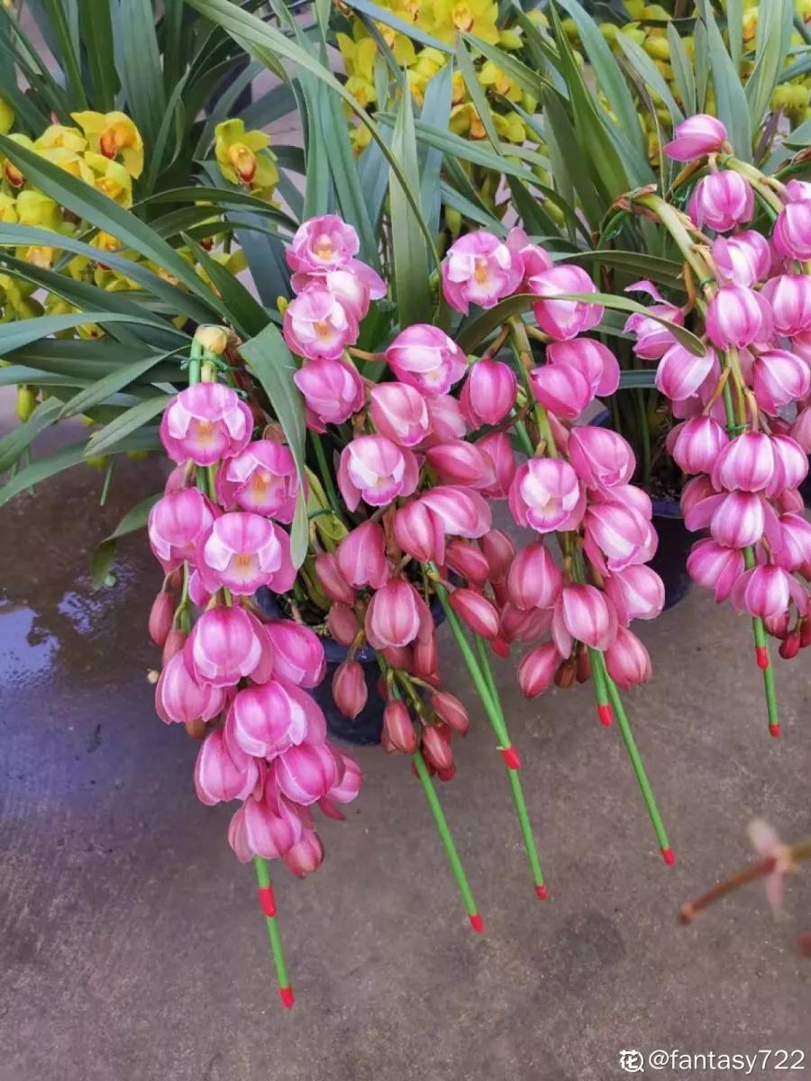 12星座该养什么花最好,12星座专属养的花是什么