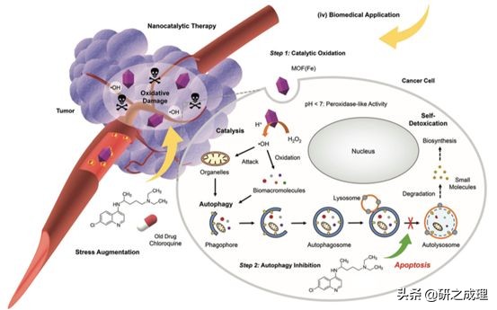 鍌寲蹇姤鏈熷垔,鍌寲鏉傚織灏侀潰