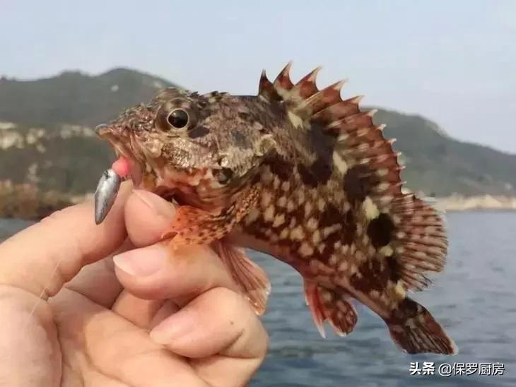 海鲜大荟萃,常见贝壳类海鲜