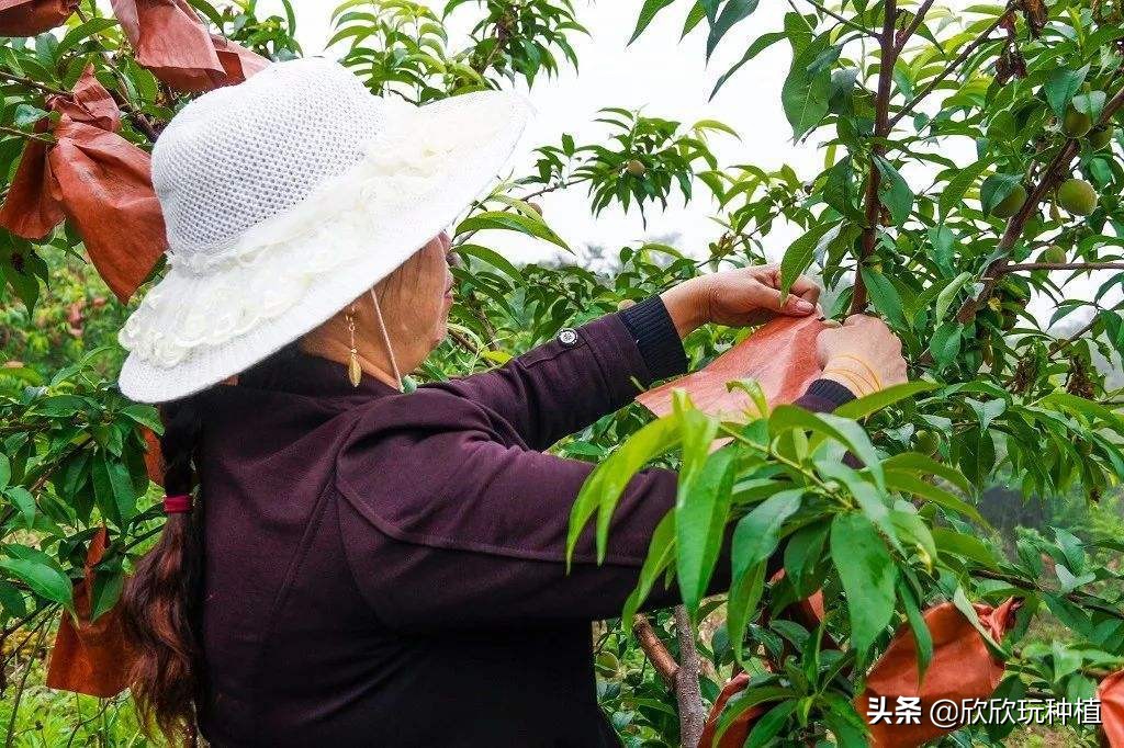 水果套袋哪种最好,葡萄果袋套袋方法