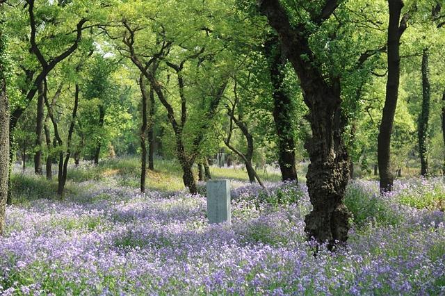孔林是最大的氏族墓地吗,孔林各个时代的墓葬