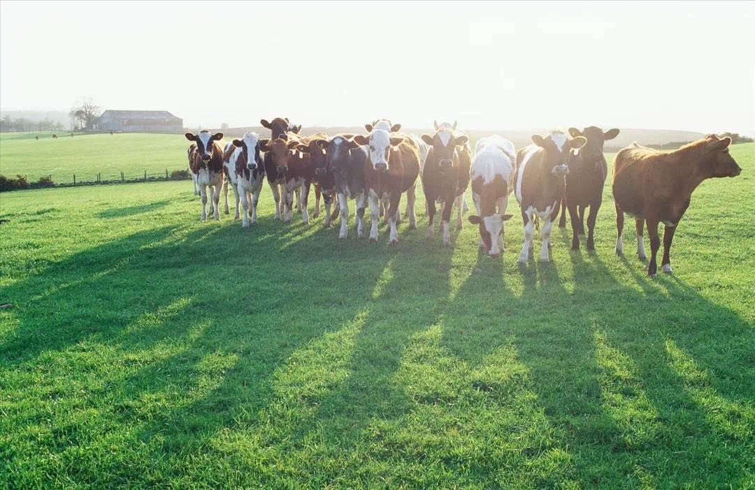 品质好的奶粉排行榜,澳优淳璀奶粉怎么样