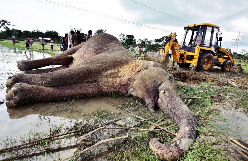 云南象萌翻全世界!外网追直播“吸大象”,夸中国护象措施太可爱