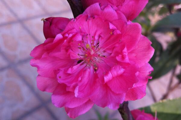 轻土桃花盆栽,桃花盆栽水培