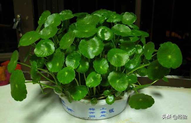 铜钱草培养方法,自制铜钱草水培瓶