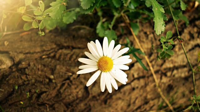 十二星座谁能让巨蟹死心,十二星座巨蟹忘不了前任