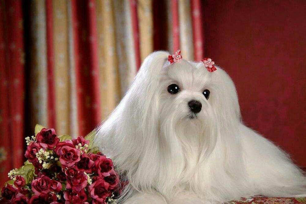 畸形的爱和畸形的恨,畸形的爱真的可怕吗