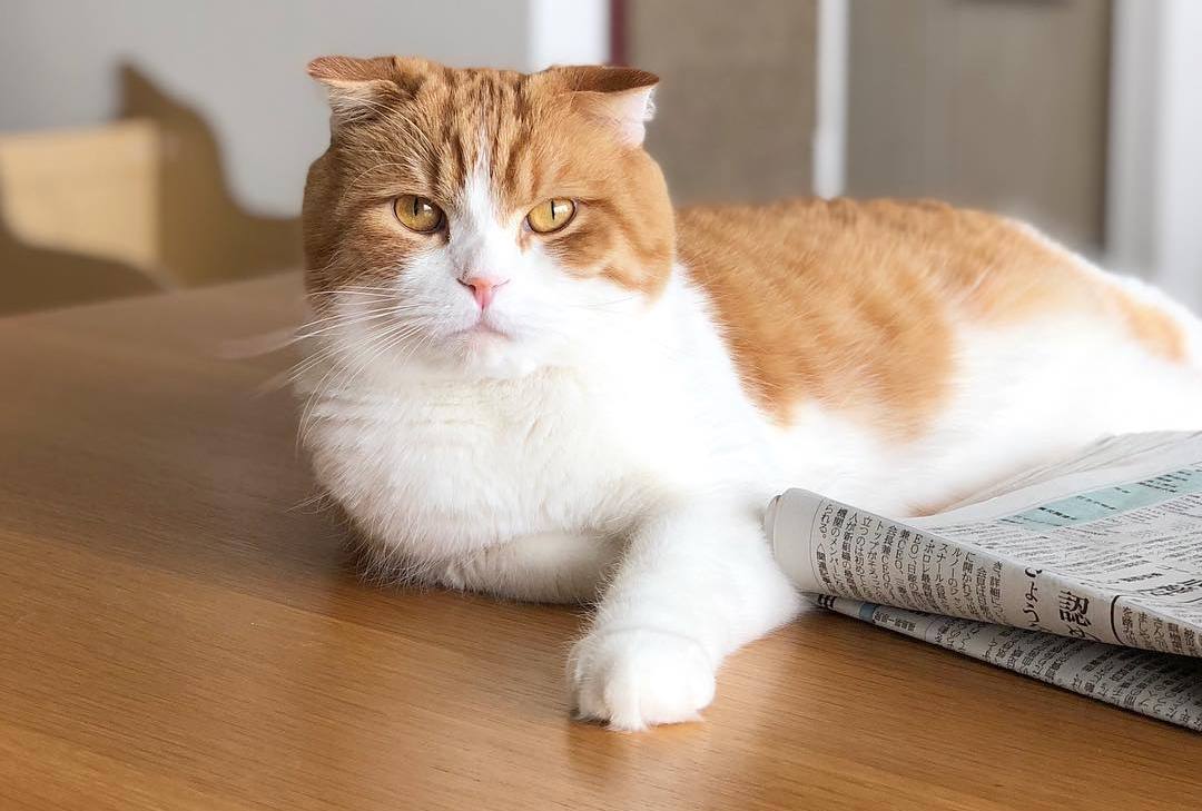 猫咪贫血严重原因有哪些,猫咪贫血是怎么造成的